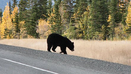 Schwarzbär auf dem Alaska Highway