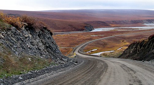 Caribouherde am Dalton Highway